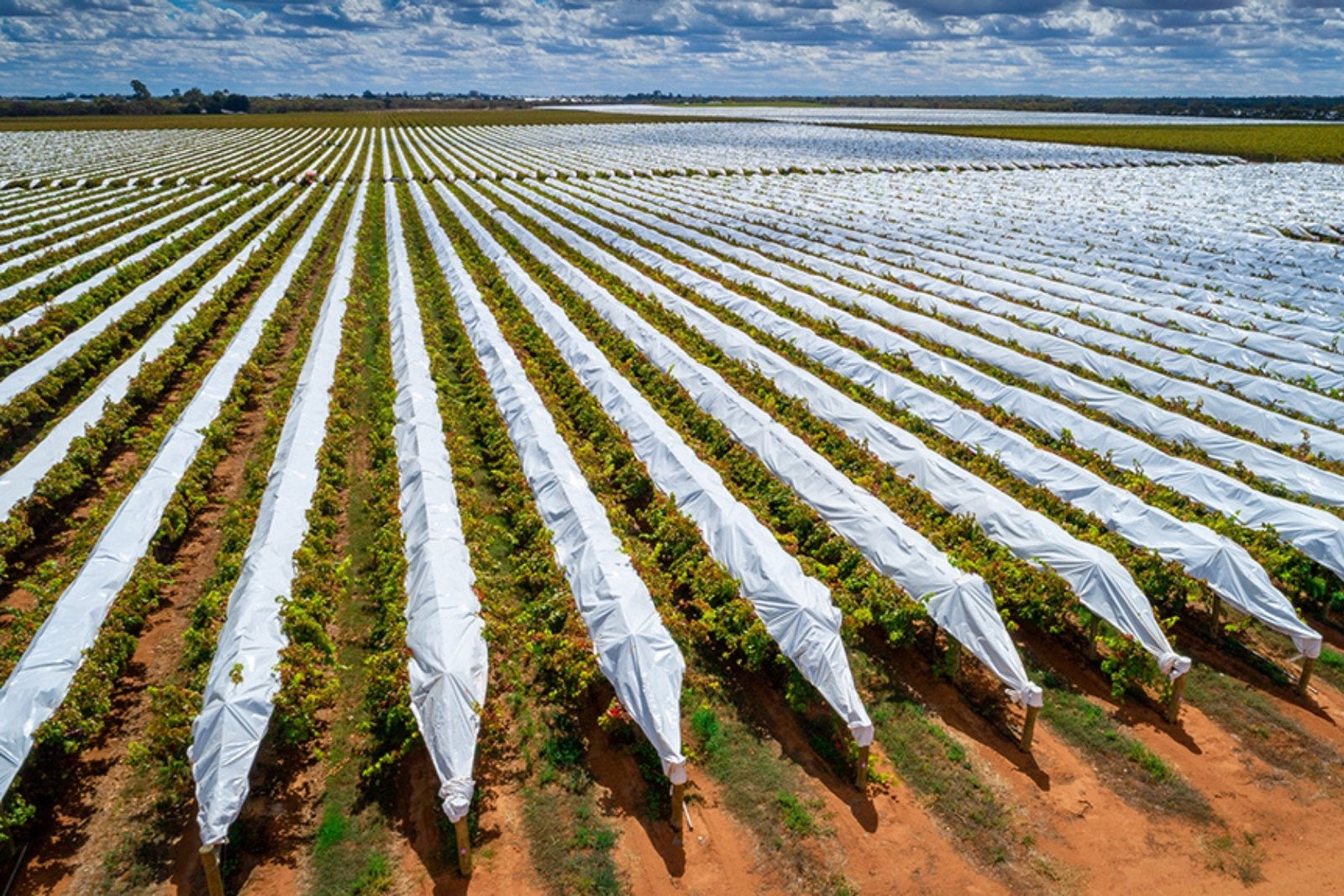 MIPATEX orchard cover protecting fruit trees and plantations from hail, wind, and temperature variations.