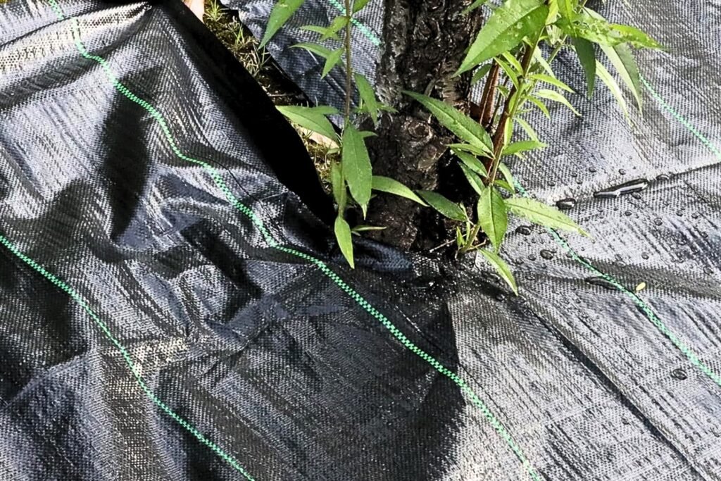 MIPATEX weed mat ground cover fabric installed around plantation to prevent weed growth.
