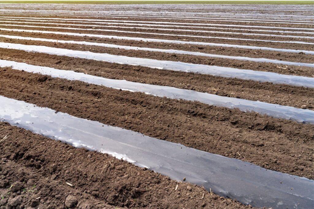 Compostable MIPATEX mulch film used in farmland for eco-friendly and sustainable crop cultivation